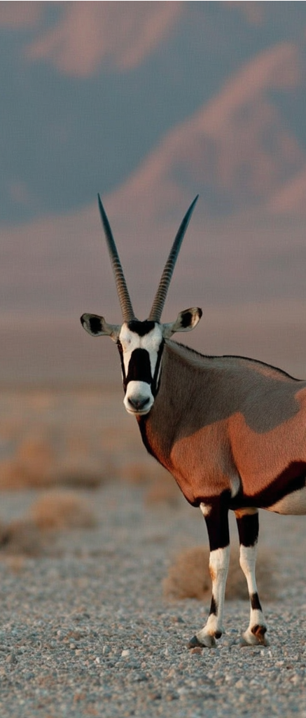 photo oryx